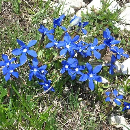 Apartmán Gaestehaus Maria