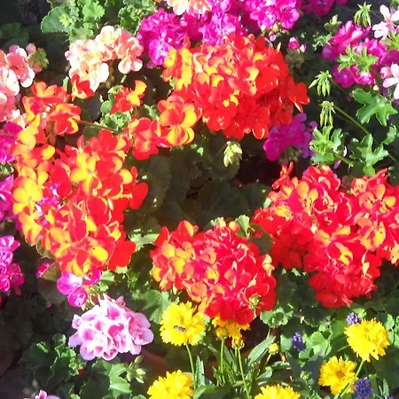 Gaestehaus Maria Apartmán