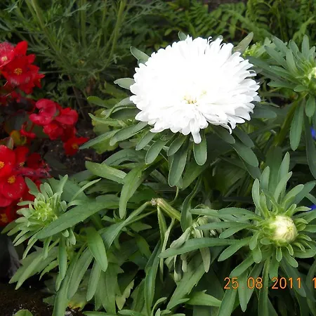 Apartmán Gaestehaus Maria *